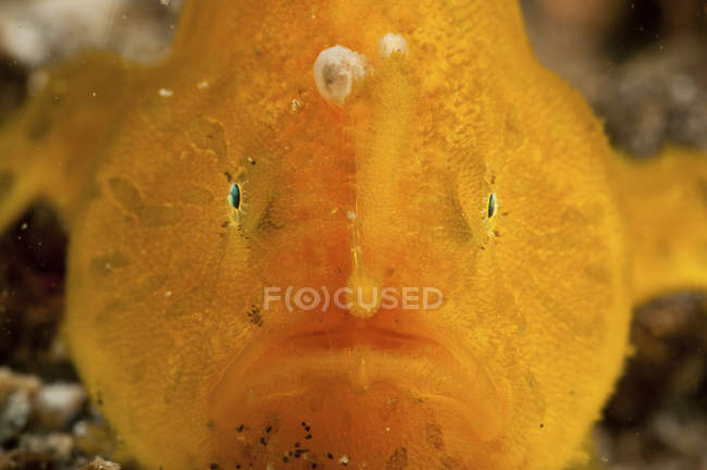 Pesce verruca arancione con canna da pesca — Foto stock