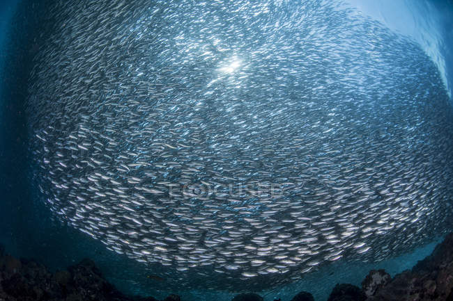 Escola maciça de sardinhas — Fotografia de Stock