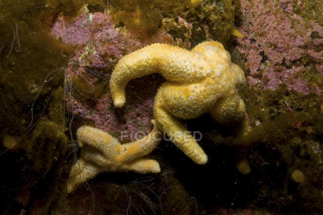 Estrelas do mar amarelas e vermes — Fotografia de Stock
