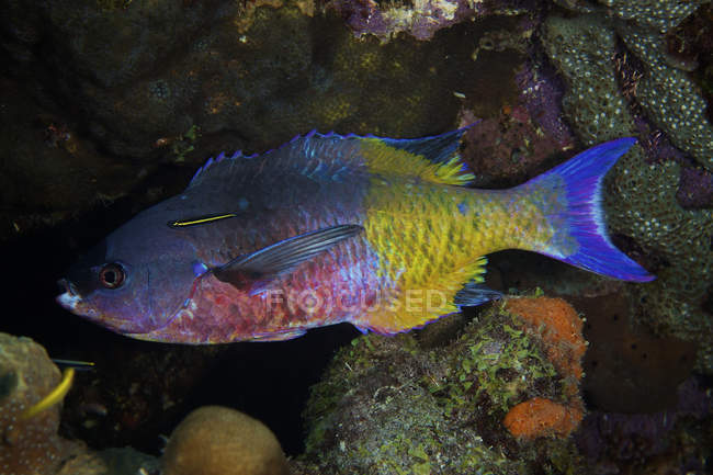 Yellowprow goby cleaning Creole wrasse — Stock Photo