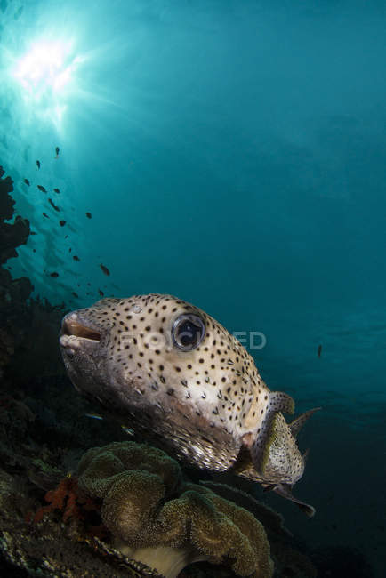 Pufferfish perto de Raja Ampat — Fotografia de Stock