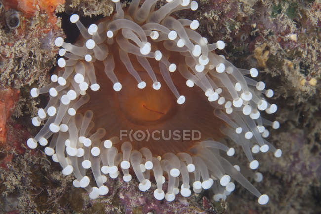 Anenome de mar en arrecife de la laguna de Beqa - foto de stock