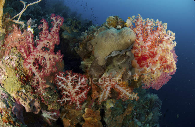 Escena de arrecife con abanicos de mar gorgonianos - foto de stock