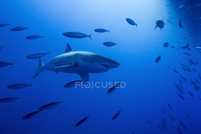 Большая белая акула и рыба-приманка — стоковое фото