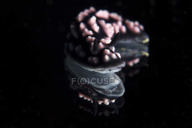 Nudibranch catturato su mirror — Foto stock