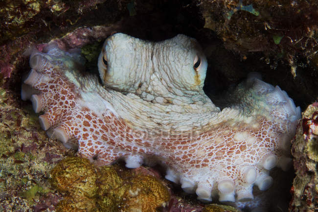 Reef octopus guarding lair — Stock Photo