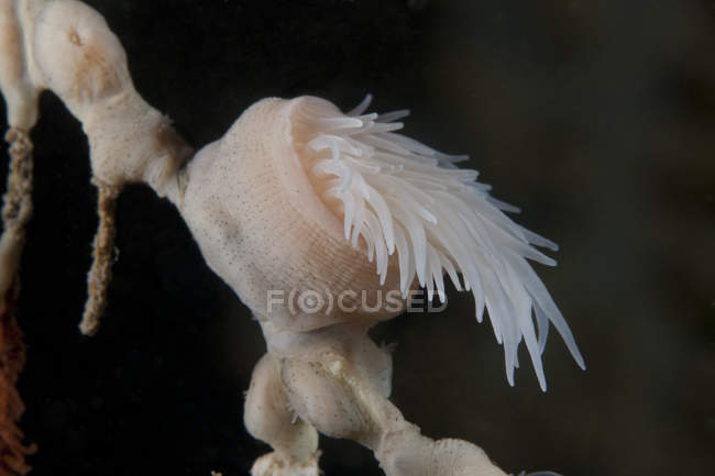 Copo pólipos de coral sob borda — Fotografia de Stock