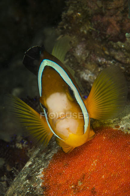 Clownfish défendant la couvée d'œufs — Photo de stock