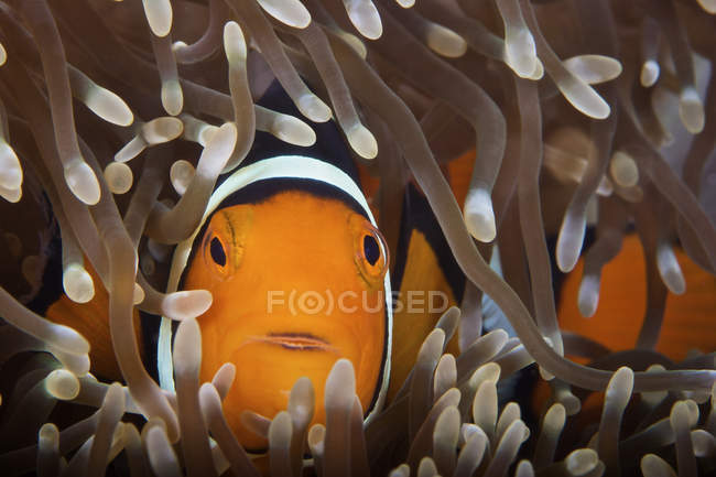 Percula Pesce pagliaccio nell'anemone ospite — Foto stock