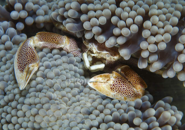 Neopetrolisthes porcelain crab — Stock Photo