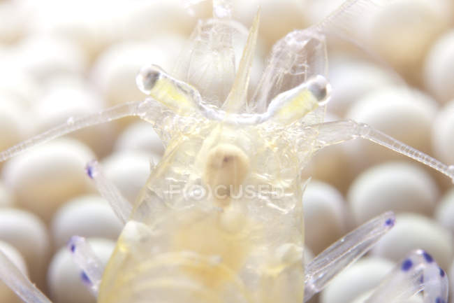 Креветки с попкорном на анемоне — стоковое фото