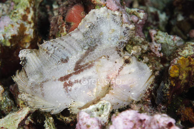 Leaf scorpionfish on coral reef — Stock Photo