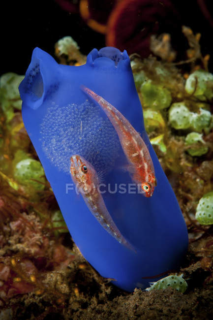 Gobies en tunicate azul con huevos - foto de stock