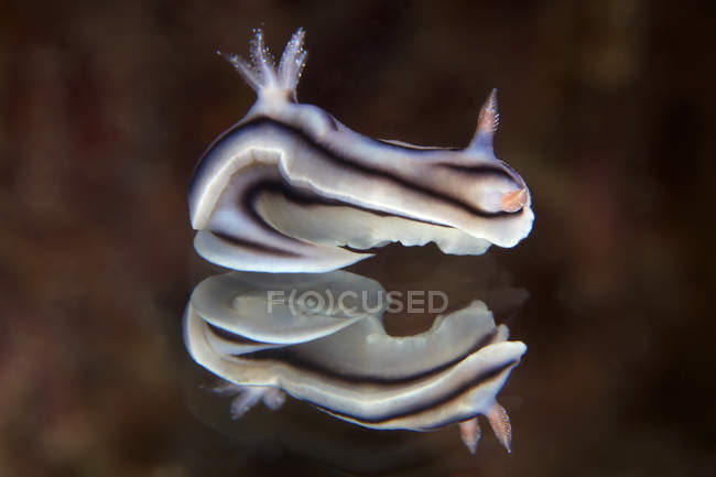 Nacktschnecke auf Spiegel erfasst — Stockfoto