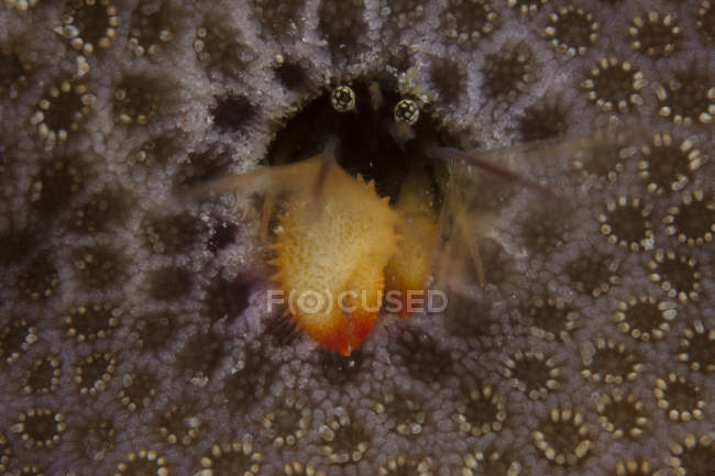 Cangrejo ermitaño que vive en pólipo de coral - foto de stock