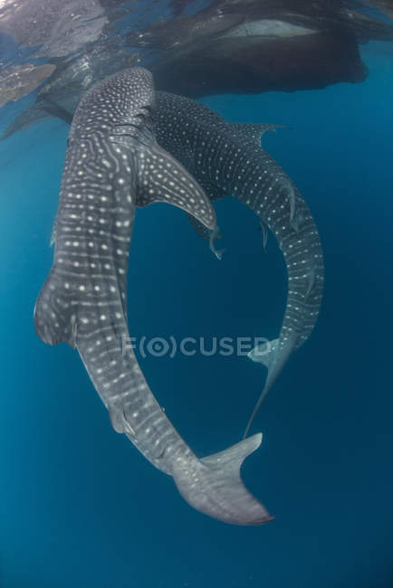 Whale sharks swimming near fishing nets — Stock Photo