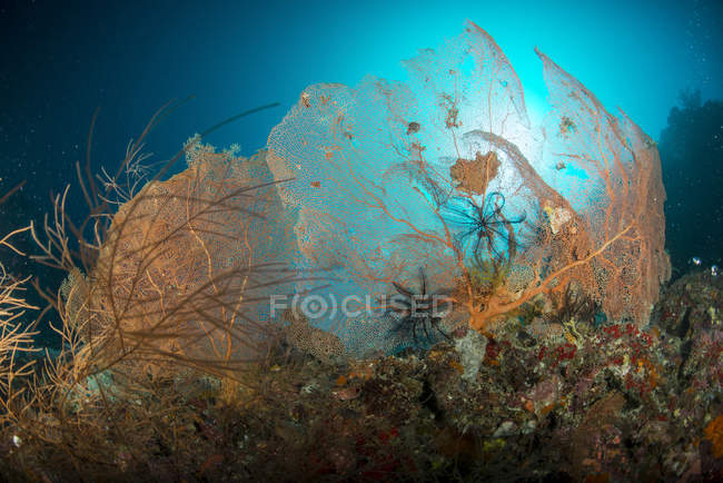 Coppia di appassionati di mare arancio gorgonie — Foto stock