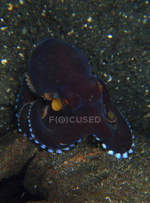 Кокосовый осьминог с яркими сосками — стоковое фото