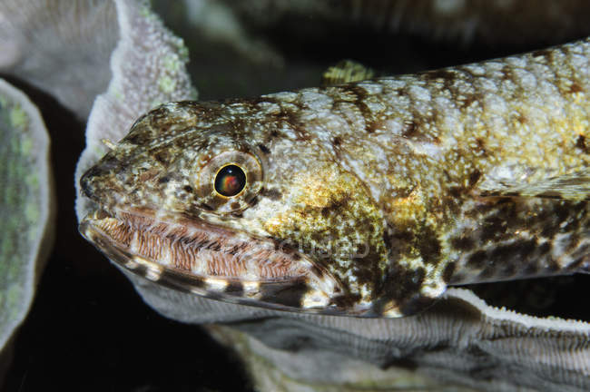 Lizardfish in waters of Indonesia — Stock Photo
