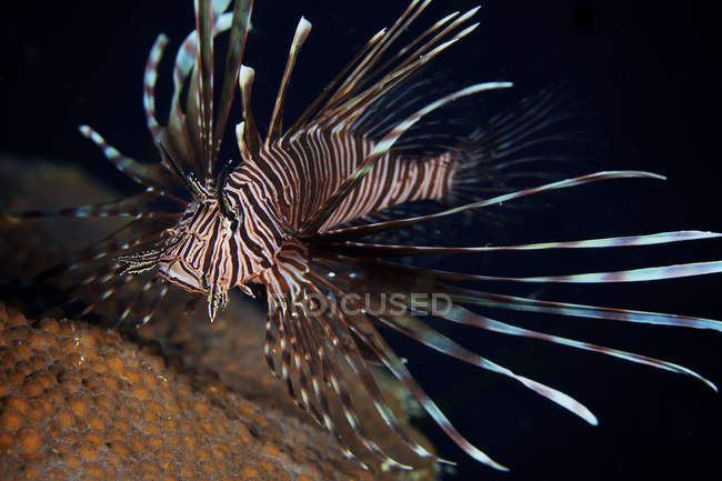 Red lionfish flaring deadly spines — Stock Photo