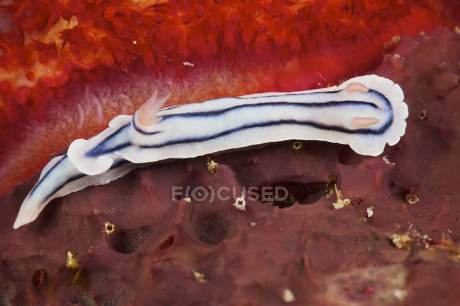 Nudibranche se nourrissant sur le récif — Photo de stock