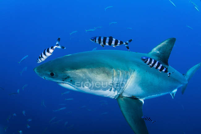 Gran tiburón blanco y pez piloto - foto de stock