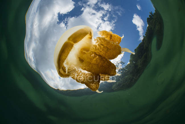 Golden jellyfish in Kakaban Lake — Stock Photo