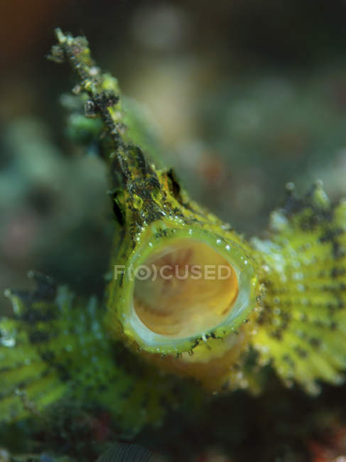 Leaf scorpionfish with opened mouth — Stock Photo