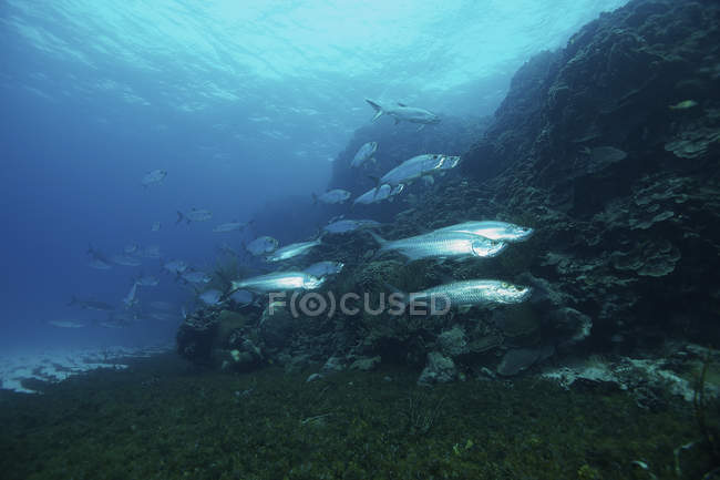 Rebanho de tarpões nadando sobre recifes — Fotografia de Stock
