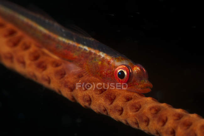Red motionless goby on whip coral — Stock Photo