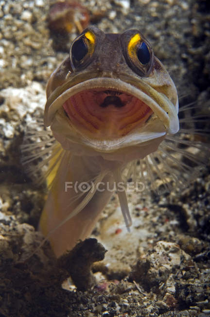 Gold-speck jawfish with opened mouth — Stock Photo
