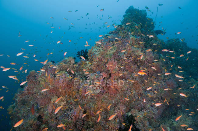 Récif coloré avec coraux et poissons anthias — Photo de stock