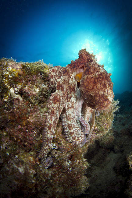 Octopus on coral reef near La Paz — Stock Photo