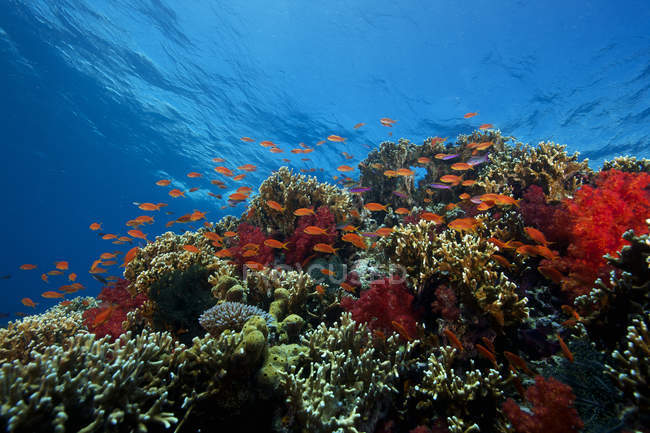 Стадо оранжевых баслетов на рифе — стоковое фото