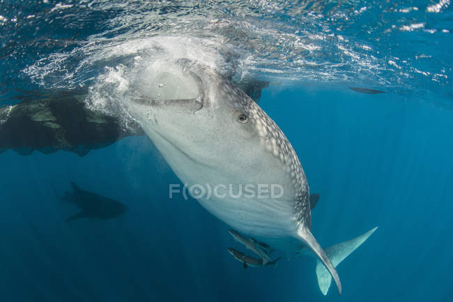 Tiburón ballena que extrae agua de la superficie - foto de stock