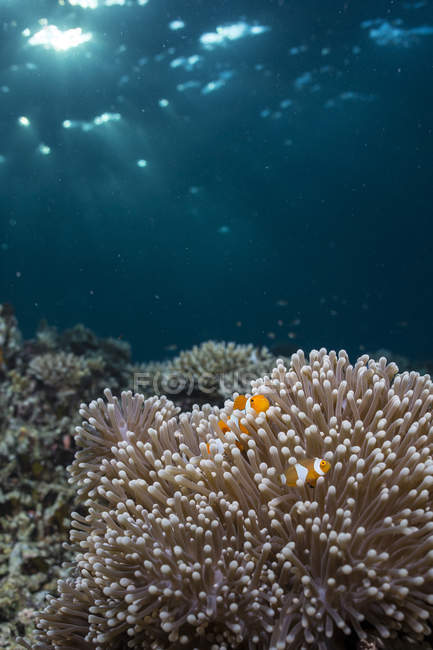 Anemone with pair of clownfish — Stock Photo