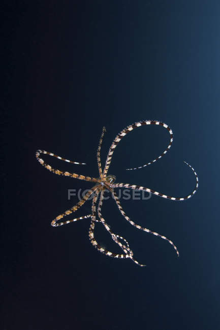 Parachuting mimic octopus — Stock Photo