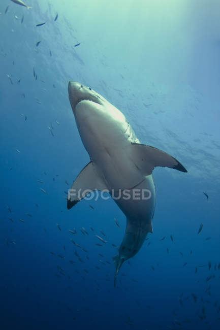 Gran tiburón blanco cerca de la isla de Guadalupe - foto de stock