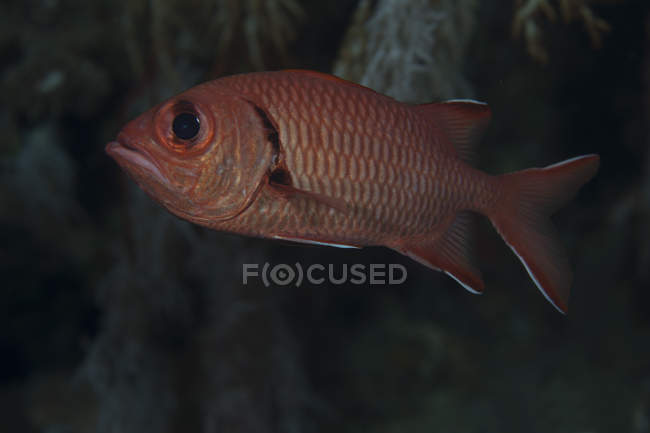 Bigscale soldierfish в лагуни Бека — стокове фото