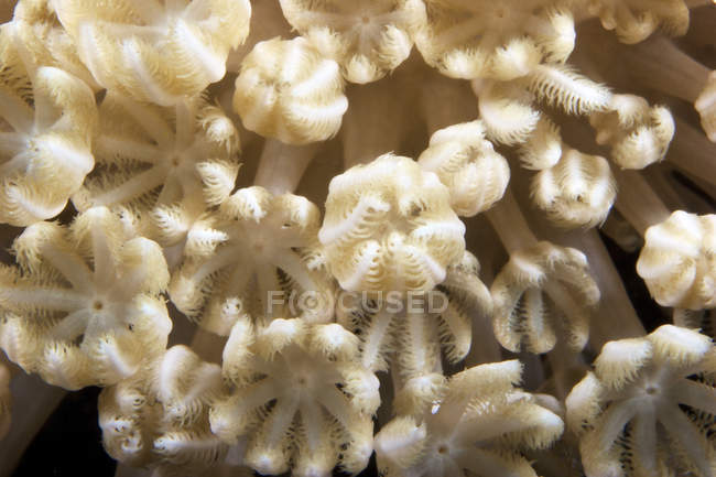 Soft coral polyps feeding — Stock Photo
