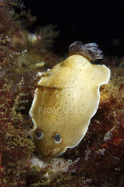 Aphelodoris varia lesma do mar — Fotografia de Stock