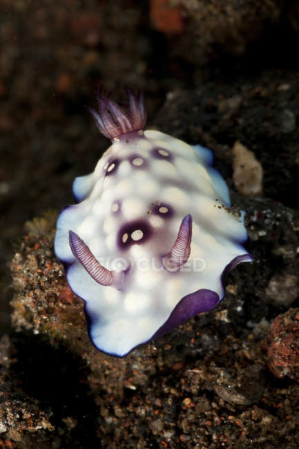 Chromodoris hintuanensis морской слизень — стоковое фото