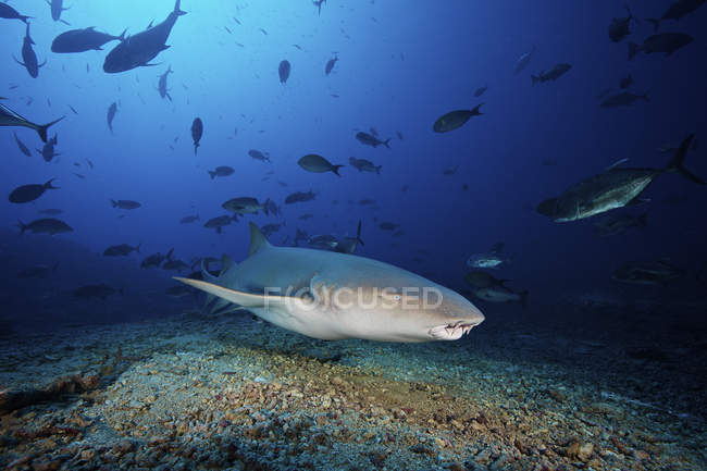Tawny nourrice requin entouré de poissons — Photo de stock