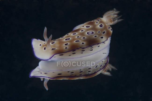 Risbecia tryoni nudibranch в лагуни Бека — стокове фото
