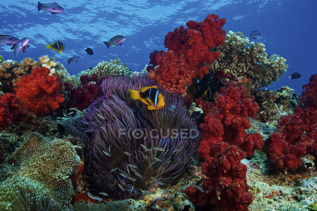 Orange-finned clownfish and soft corals — Stock Photo