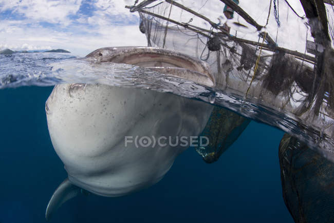 Squalo balena che inghiotte acqua — Foto stock