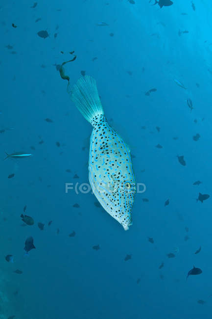 Filefish rabiscado nadando em água azul — Fotografia de Stock