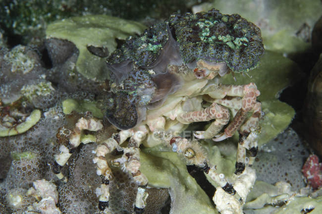 Cangrejo decorador en arrecife - foto de stock