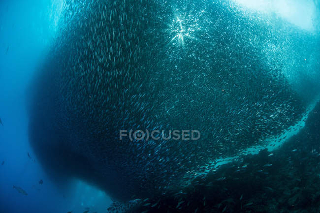 Massive school of sardines — Stock Photo