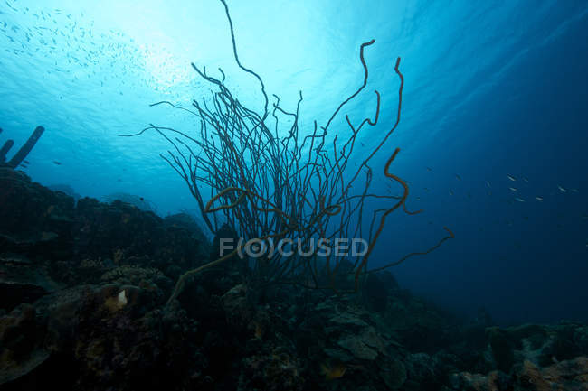 Ambiente del arrecife de coral cerca de Bonaire - foto de stock